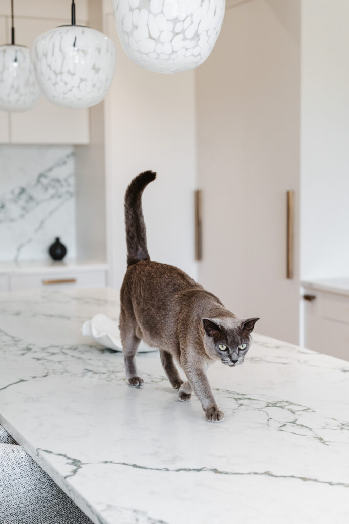 PROJECT - Balham House Renovation Speaking of Interiors