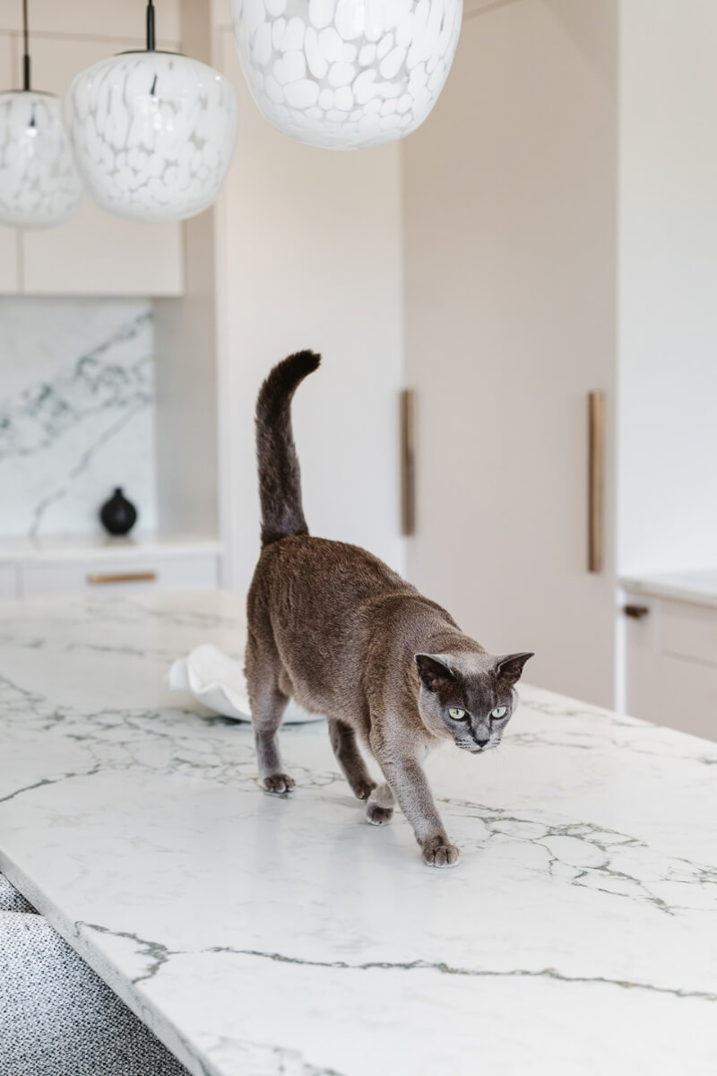 Balham House Renovation &amp; Extension Speaking of Interiors